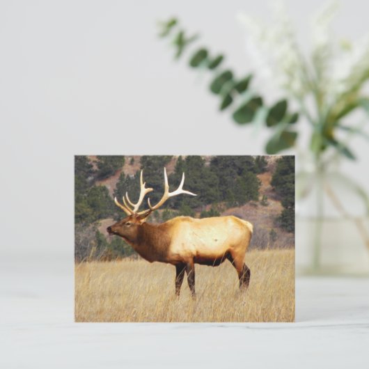 エルクアットフォートニオブ原国立野生生物保護区 ポストカード (スタンド正面)