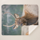 エルクインロッキーマウンテン国立公園エルクハーズグル シェルパブランケット (正面(横))