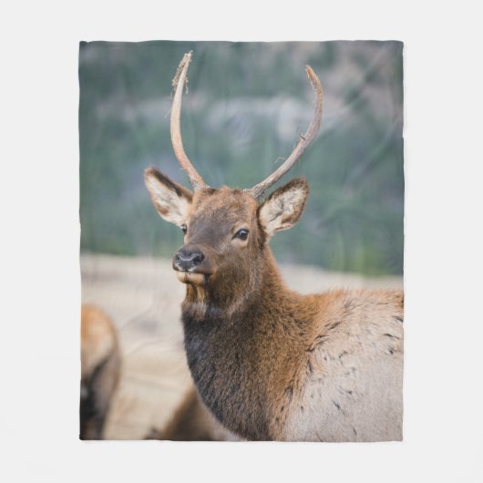 エルクインロッキーマウンテン国立公園エルクハーズグル フリースブランケット (正面)