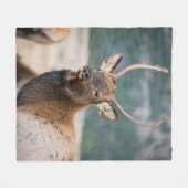 エルクインロッキーマウンテン国立公園エルクハーズグル フリースブランケット (正面(横))