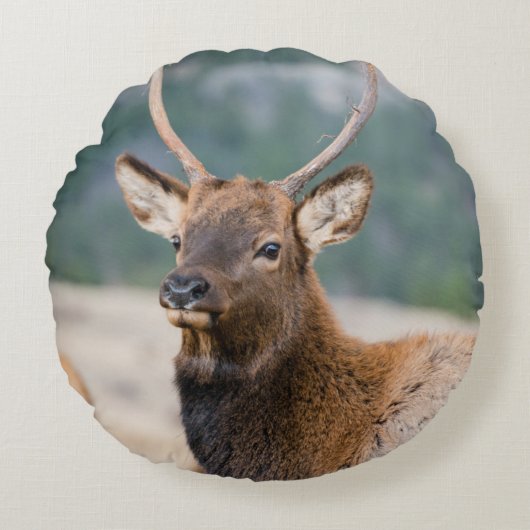 エルクインロッキーマウンテン国立公園エルクハーズグル ラウンドクッション (正面)