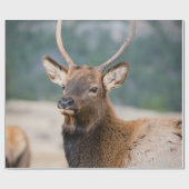 エルクインロッキーマウンテン国立公園エルクハーズグル ラッピングペーパー (フラット)