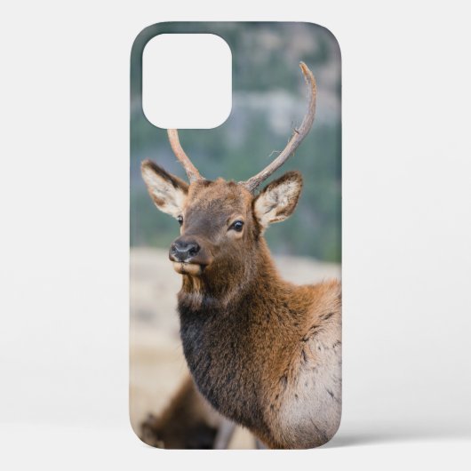 エルクインロッキーマウンテン国立公園エルクハーズグル Case-Mate iPhoneケース (裏面)