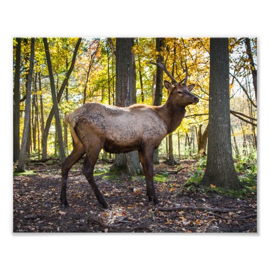 エルクイン秋 フォトプリント            (正面)