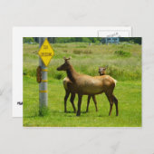 エルククロッシングカリフォルニア野生生物写真 ポストカード (正面/裏面)