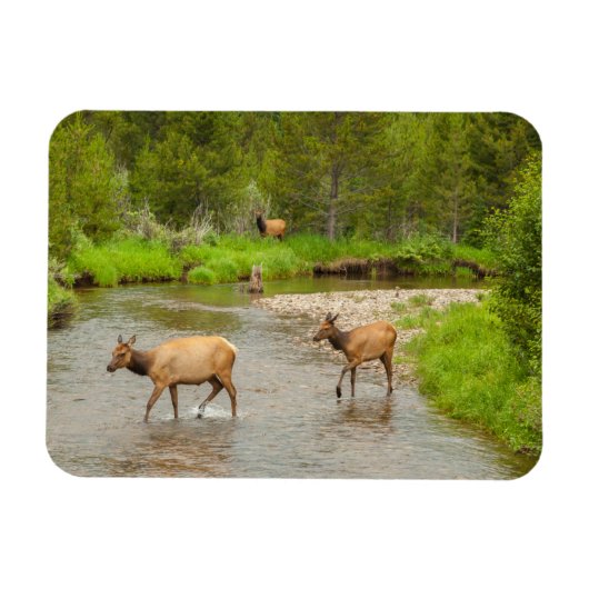エルクスクロッシングザコロラド川 マグネット (横)