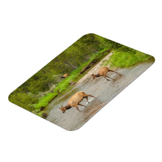 エルクスクロッシングザコロラド川 マグネット (左側)