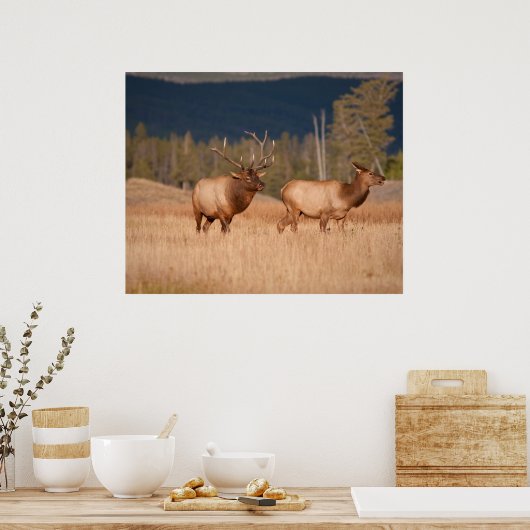 エルクス ポスター (キッチン)