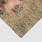 エルクティッシュペーパー 薄葉紙 (詳細)