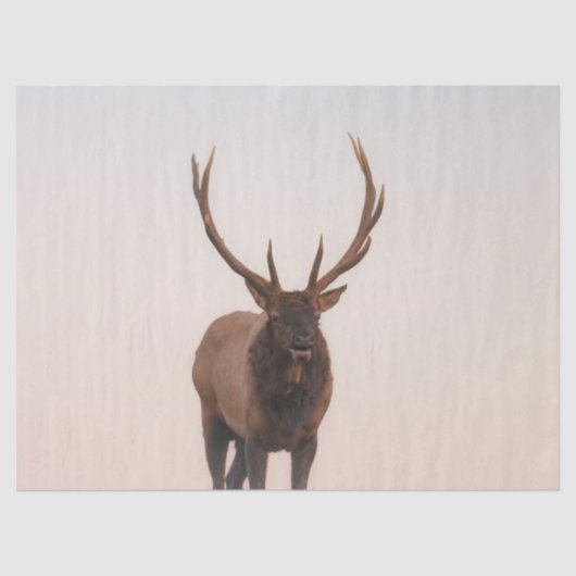 エルクティッシュペーパー 薄葉紙 (正面)