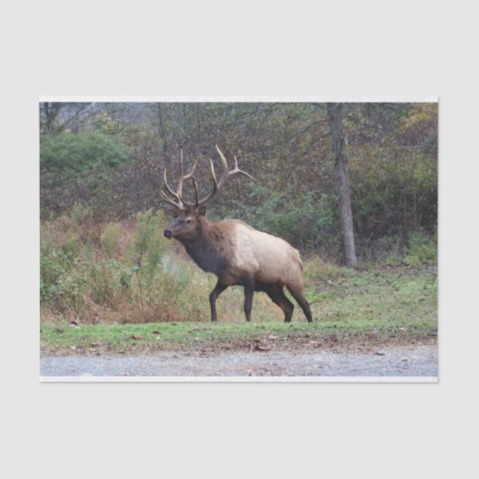 エルクティッシュペーパー 薄葉紙 (正面)