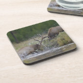 エルクブルズ戦い，イエローストーンNP，ワイオミング コースター (左側)