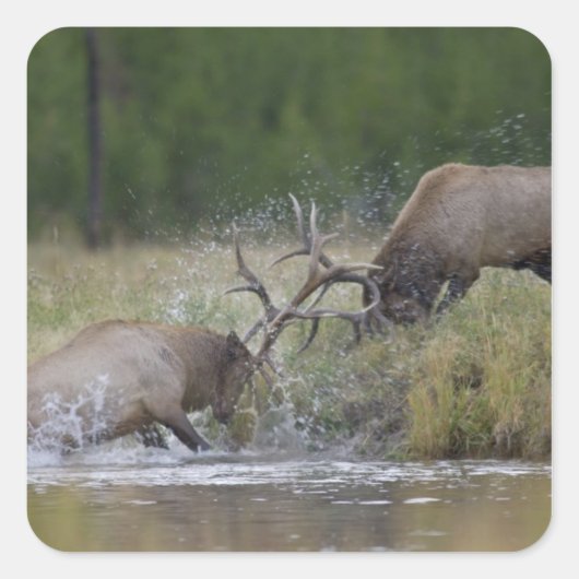 エルクブルズ戦い,イエローストーンNP,ワイオミング スクエアシール (正面)