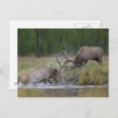 エルクブルズ戦い,イエローストーンNP,ワイオミング ポストカード (正面/裏面)