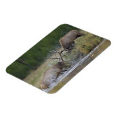 エルクブルズ戦い，イエローストーンNP，ワイオミング マグネット (左側)