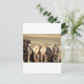 エルクブーティ ポストカード (スタンド正面)