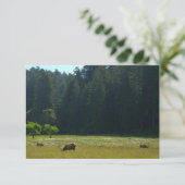 エルクメドウアットレッドウッド国立公園 (スタンド正面)