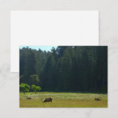 エルクメドウアットレッドウッド国立公園 (正面/裏面)