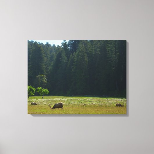 エルクメドウアットレッドウッド国立公園 キャンバスプリント (正面)