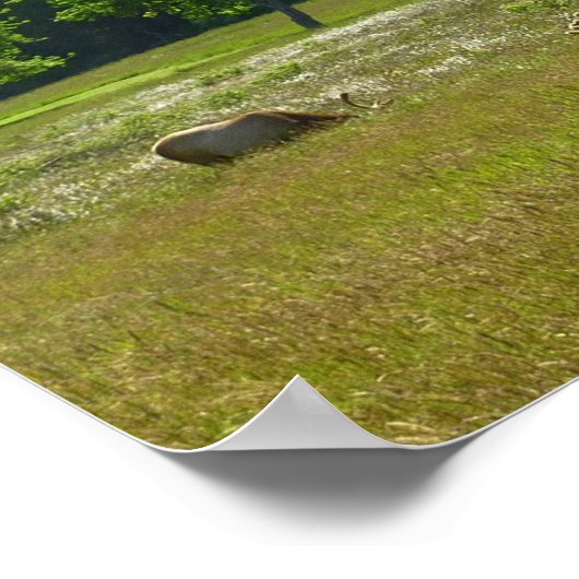 エルクメドウアットレッドウッド国立公園 ポスター (角)