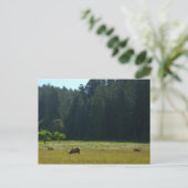 エルクメドウアットレッドウッド国立公園 ポストカード (スタンド正面)