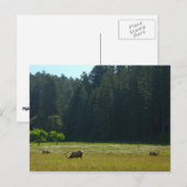 エルクメドウアットレッドウッド国立公園 ポストカード (正面/裏面)