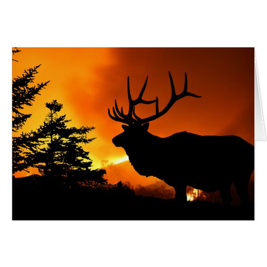 エルク (正面横)