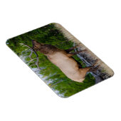 エルク イエローストーン国立公園（ワイオミング州） マグネット (右側)