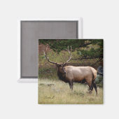 エルク・イン・ザ・ワイルド マグネット (正面/裏面)