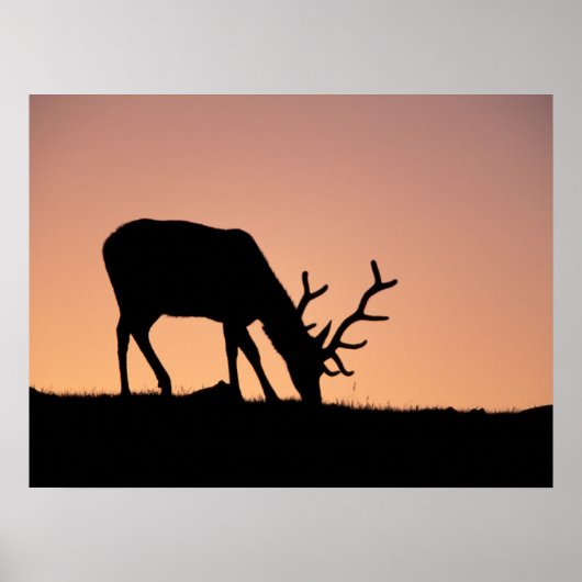 エルク |コロラド州ロッキーマウンテンズ国立公園 ポスター (正面)