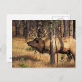 エルク、サーブ、ブルブルが燃え尽きた ポストカード (正面/裏面)