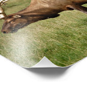 エルク フォトプリント            (角)