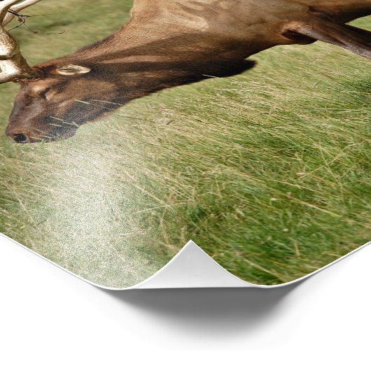 エルク フォトプリント            (角)