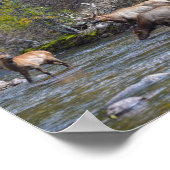 エルク・ヘルド・イン・ザ・ビッグ・トンプソン川 ポスター (角)