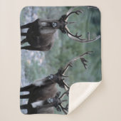 エルク・ヘルド |ベーリング山（ワシントン） シェルパブランケット (正面)