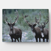 エルク・ヘルド |ベーリング山（ワシントン） フォトプラーク (正面)