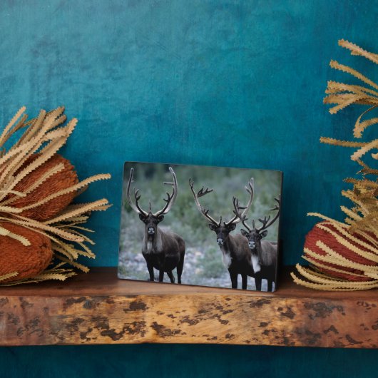 エルク・ヘルド |ベーリング山（ワシントン） フォトプラーク (側面)