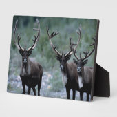 エルク・ヘルド |ベーリング山（ワシントン） フォトプラーク (側面)