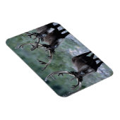 エルク・ヘルド |ベーリング山（ワシントン） マグネット (右側)