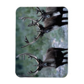 エルク・ヘルド |ベーリング山（ワシントン） マグネット (縦)