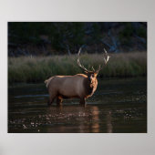 エルク ポスター (正面)