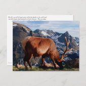 エルク ポストカード (正面/裏面)