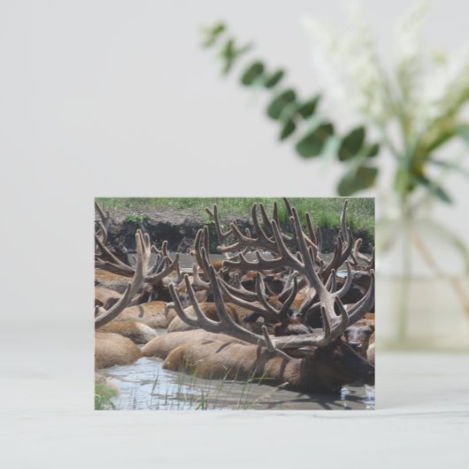 エルク ポストカード (スタンド正面)