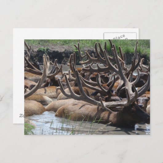 エルク ポストカード (正面/裏面)