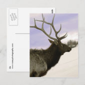 エルク ポストカード (正面/裏面)