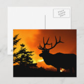 エルク ポストカード (正面/裏面)