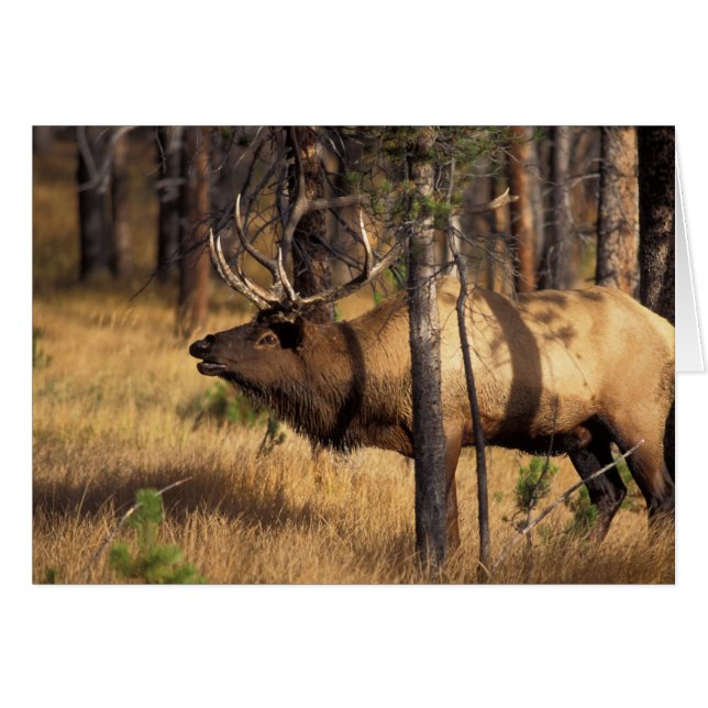 エルク,Cervus elaphus,オスのラッパ (正面横)