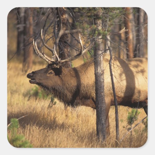 エルク,Cervus elaphus,オスのラッパ スクエアシール (正面)