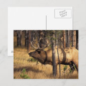 エルク,Cervus elaphus,燃え尽きたなかの雄のラッパ ポストカード (正面/裏面)