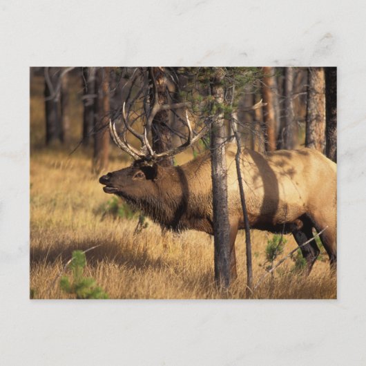 エルク,Cervus elaphus,燃え尽きたなかの雄のラッパ ポストカード (正面)